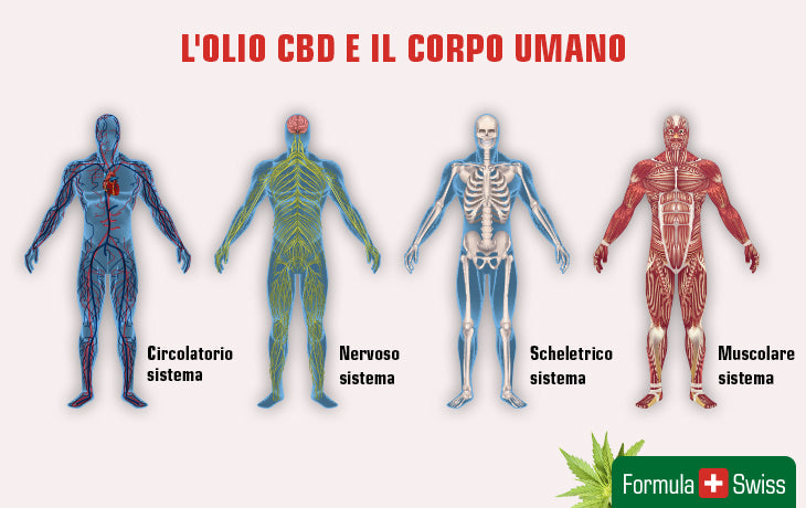 Come funziona l'olio di CBD? Guida completa al CBD