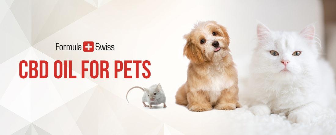 CBD per animali domestici: Guida completa ai benefici
