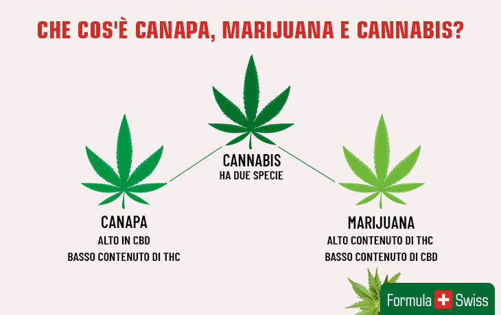 Cosa sono canapa, marijuana e cannabis? Guida completa
