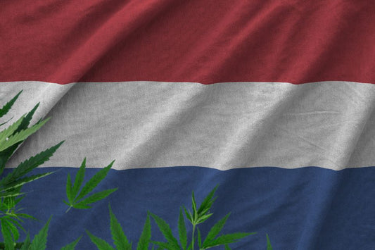 Bandiera olandese e foglie di cannabis