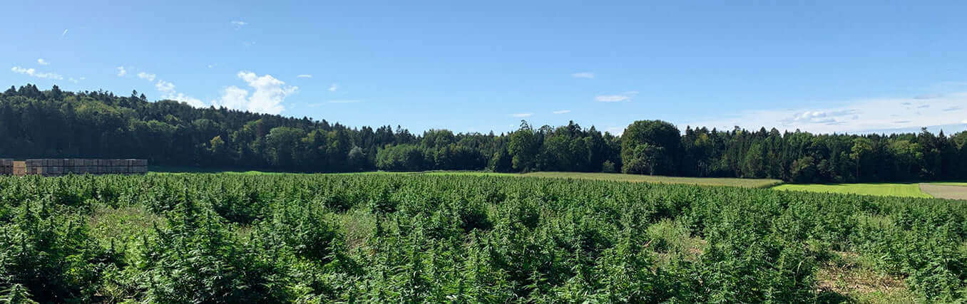 La canapa biologica che utilizziamo per i nostri prodotti CBD da Formula Swiss